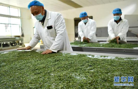 3月13日，在位于湖北省恩施土家族苗族自治州宣恩縣萬寨鄉(xiāng)板場(chǎng)村的伍家臺(tái)富硒貢茶公司，制茶師在按照傳統(tǒng)工藝制作手工茶。新華社發(fā)（宋文 攝）